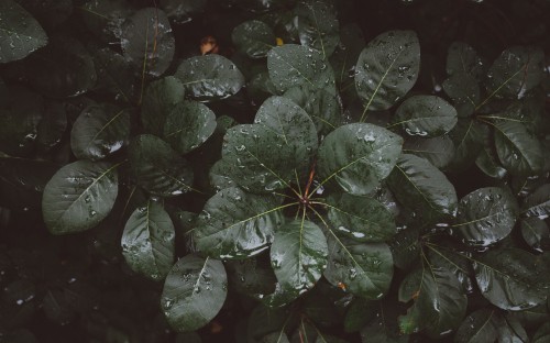 Image green leaves with water droplets