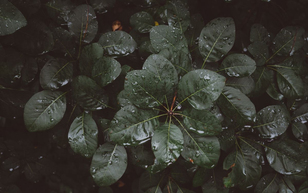 green leaves with water droplets