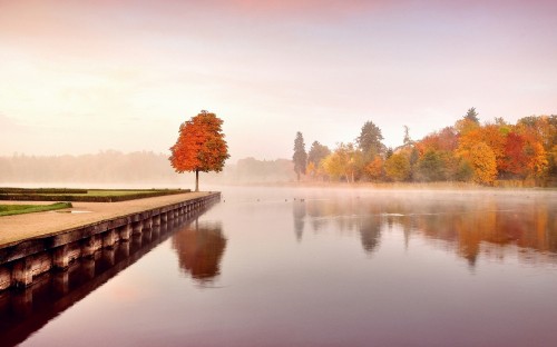 Image brown trees near body of water during daytime