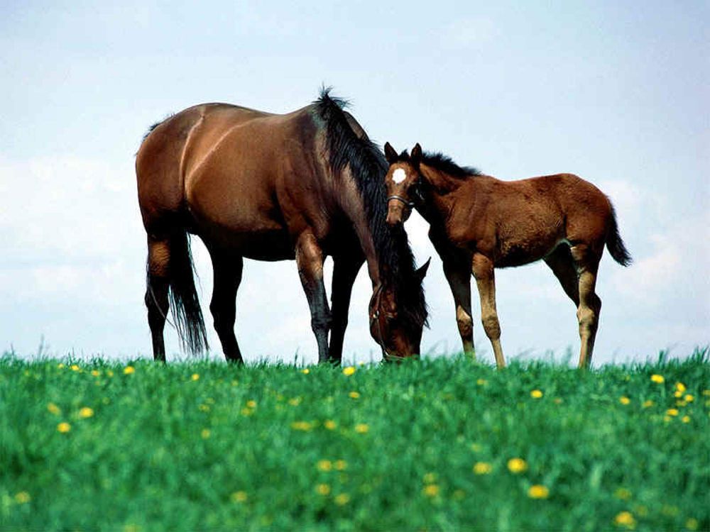 Braunes Pferd Auf Grünem Grasfeld Tagsüber. Wallpaper in 2000x1500 Resolution