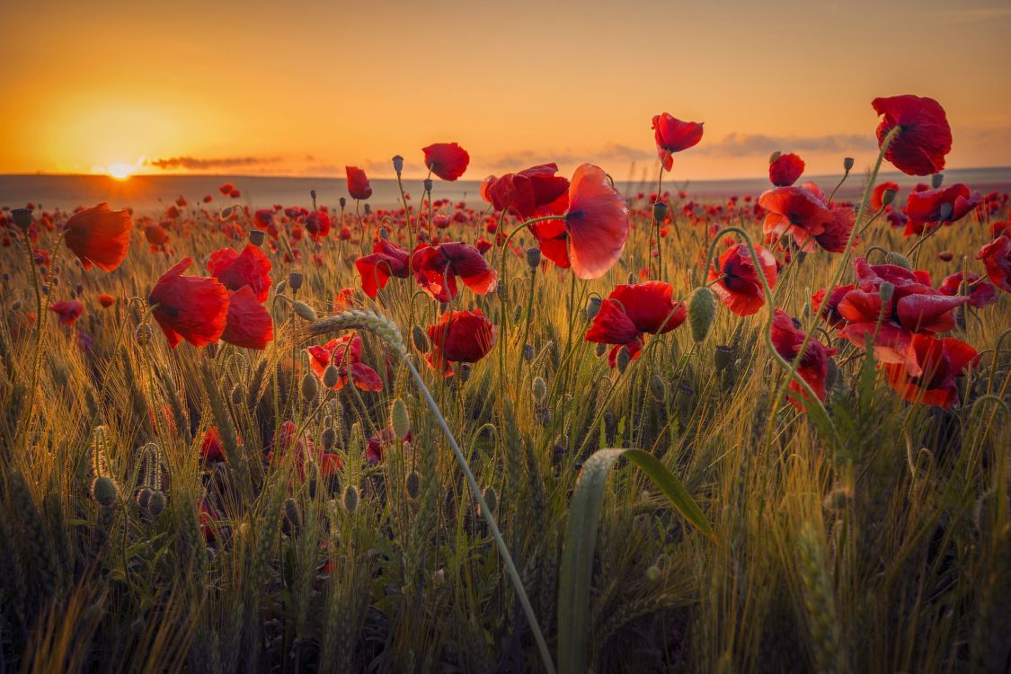 red flower field during sunset