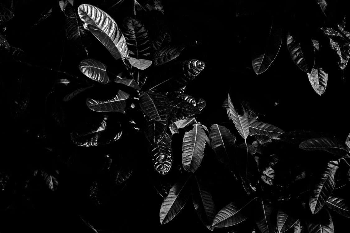Monocromo, Modo Monocromo, en Blanco y Negro, Negro, POR FAVOR NO VAYA. Wallpaper in 6000x4000 Resolution