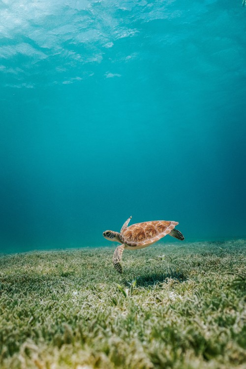 Image brown turtle in the water