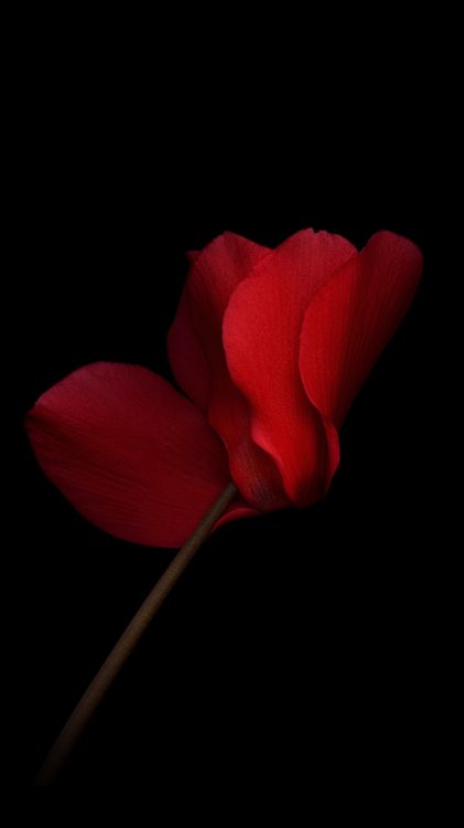 Huawei, Huawei Honor V8, Blütenblatt, Smartphone, Farbigkeit. Wallpaper in 1080x1920 Resolution