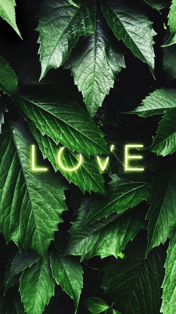 Image love, leaf, plant, botany, terrestrial plant