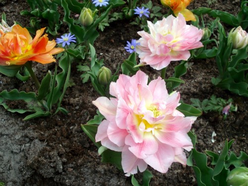 Image pink and white flowers on black soil