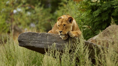 Image brown lioness lying on brown wooden log during daytime