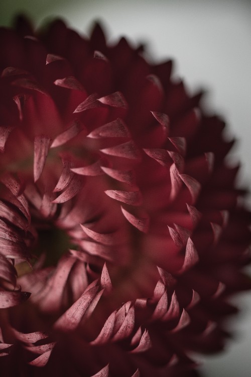 Image red and black flower in close up photography