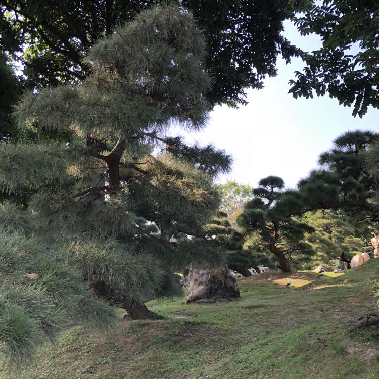 Hongkong, Vegetation, Gewässer, Natur, Holz. Wallpaper in 1772x1772 Resolution