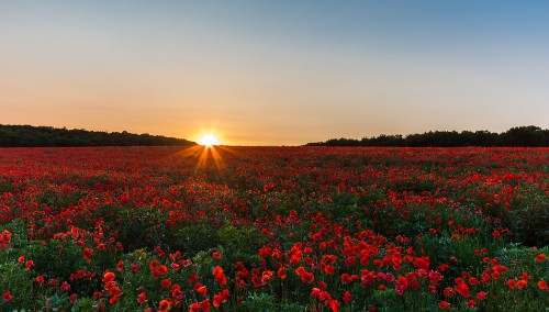 Image red flower field during sunset