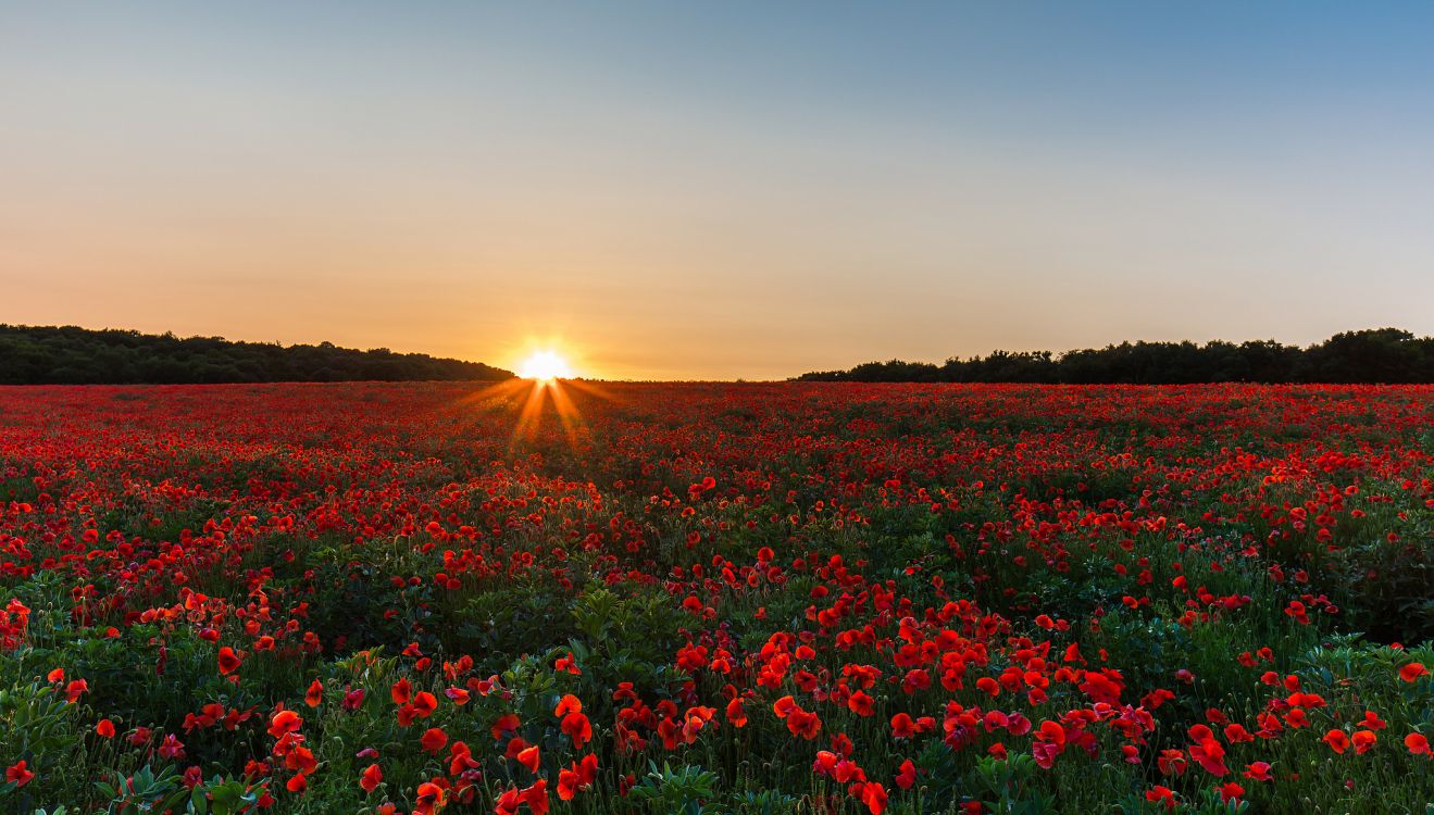 red flower field during sunset