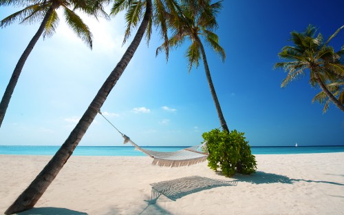 Image green palm tree on white sand beach during daytime