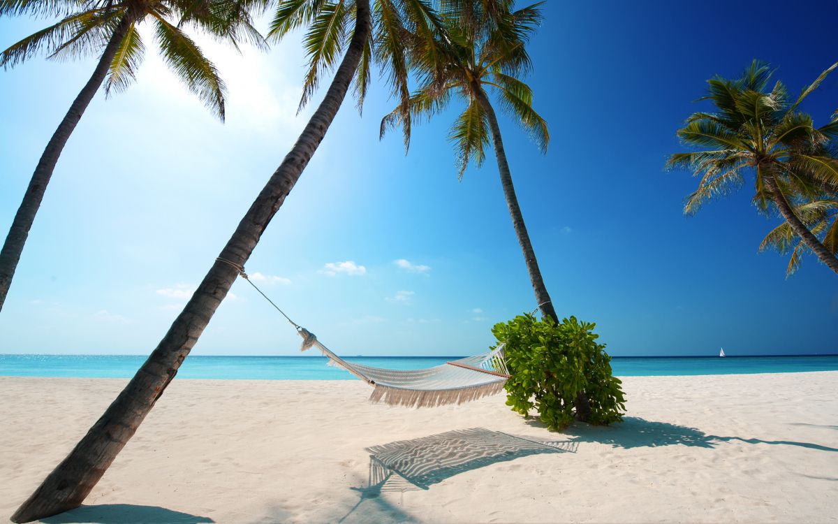 green palm tree on white sand beach during daytime