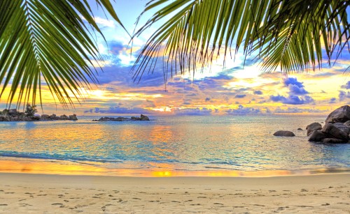 Image silhouette of palm tree near body of water during sunset