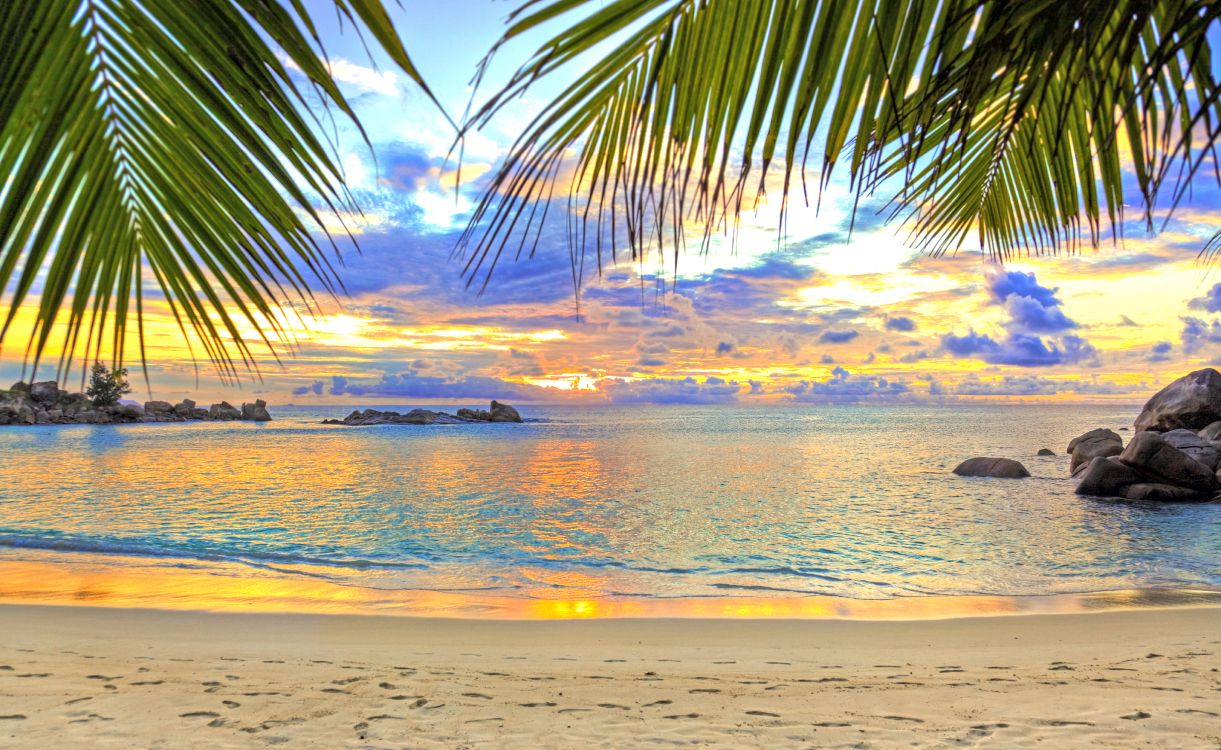 silhouette of palm tree near body of water during sunset