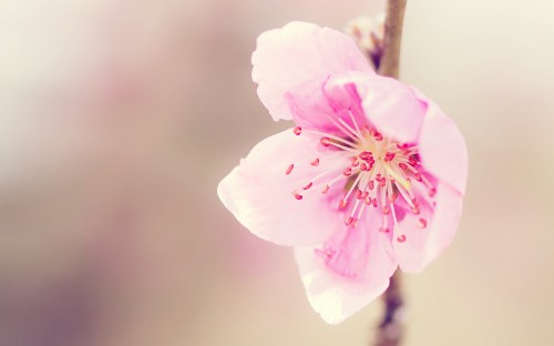 Image purple flower in macro shot