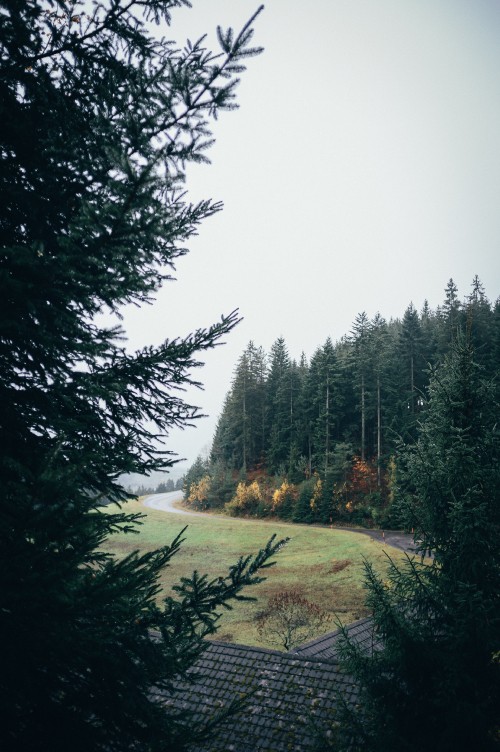 Image fir, forest, tree, nature, natural landscape