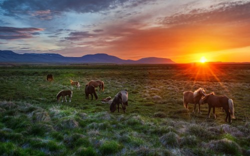 Image herd of horses on green grass field during sunset