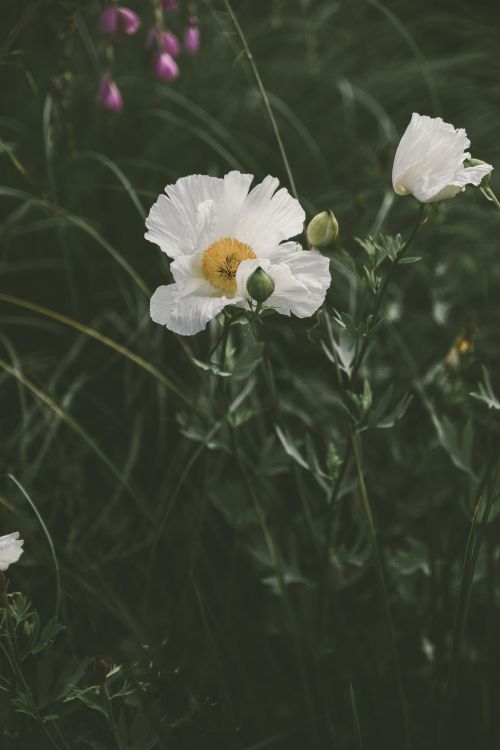 Weiße Blume Mit Grünen Blättern. Wallpaper in 4912x7360 Resolution