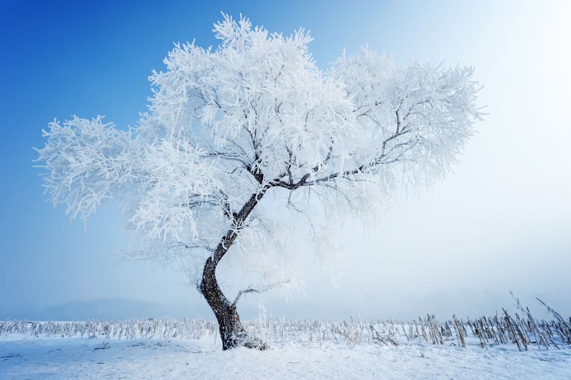 Schneebedeckter Kahler Baum Tagsüber. Wallpaper in 5600x3726 Resolution