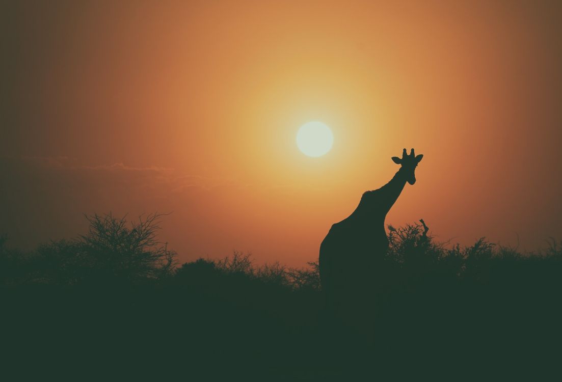 Silhouette de Girafe au Coucher du Soleil. Wallpaper in 4192x2848 Resolution