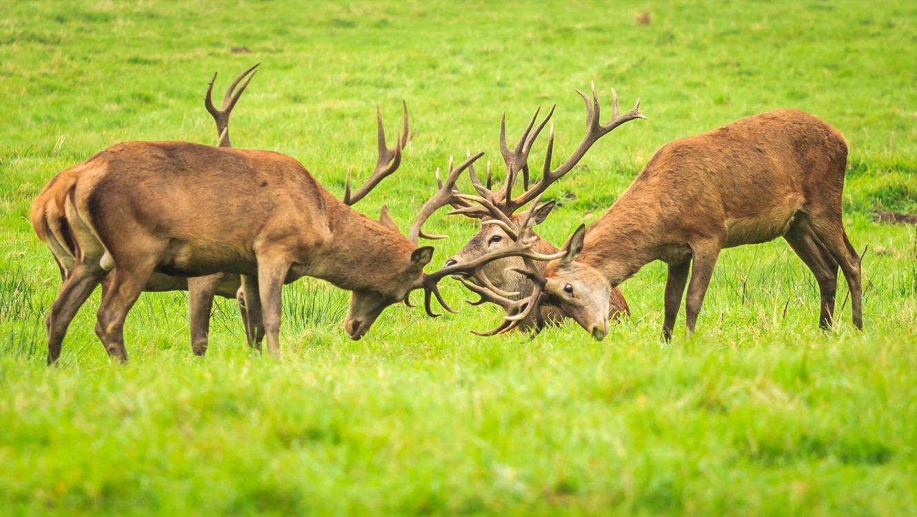 brown deer on green grass field during daytime