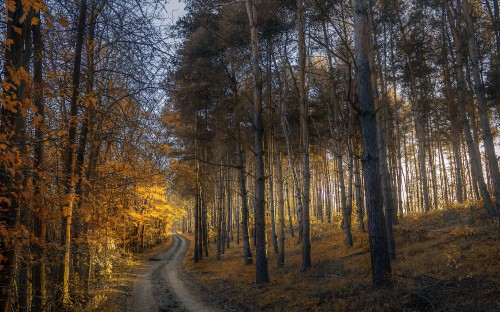 Image brown trees on brown soil