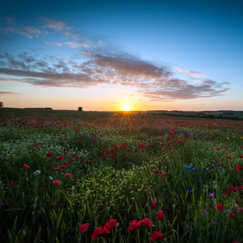 Image Apple MacBook Pro, flower, cloud, plant, ecoregion