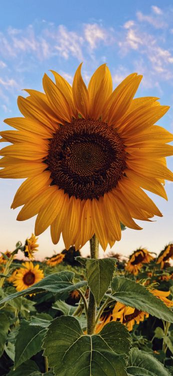 烹饪, 显花植物, 向日葵, 年度工厂 壁纸 1080x2340 允许