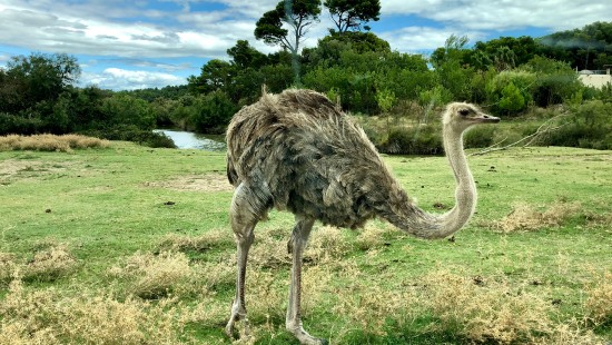 Image ostrich farming, common ostrich, birds, cloud, ratite