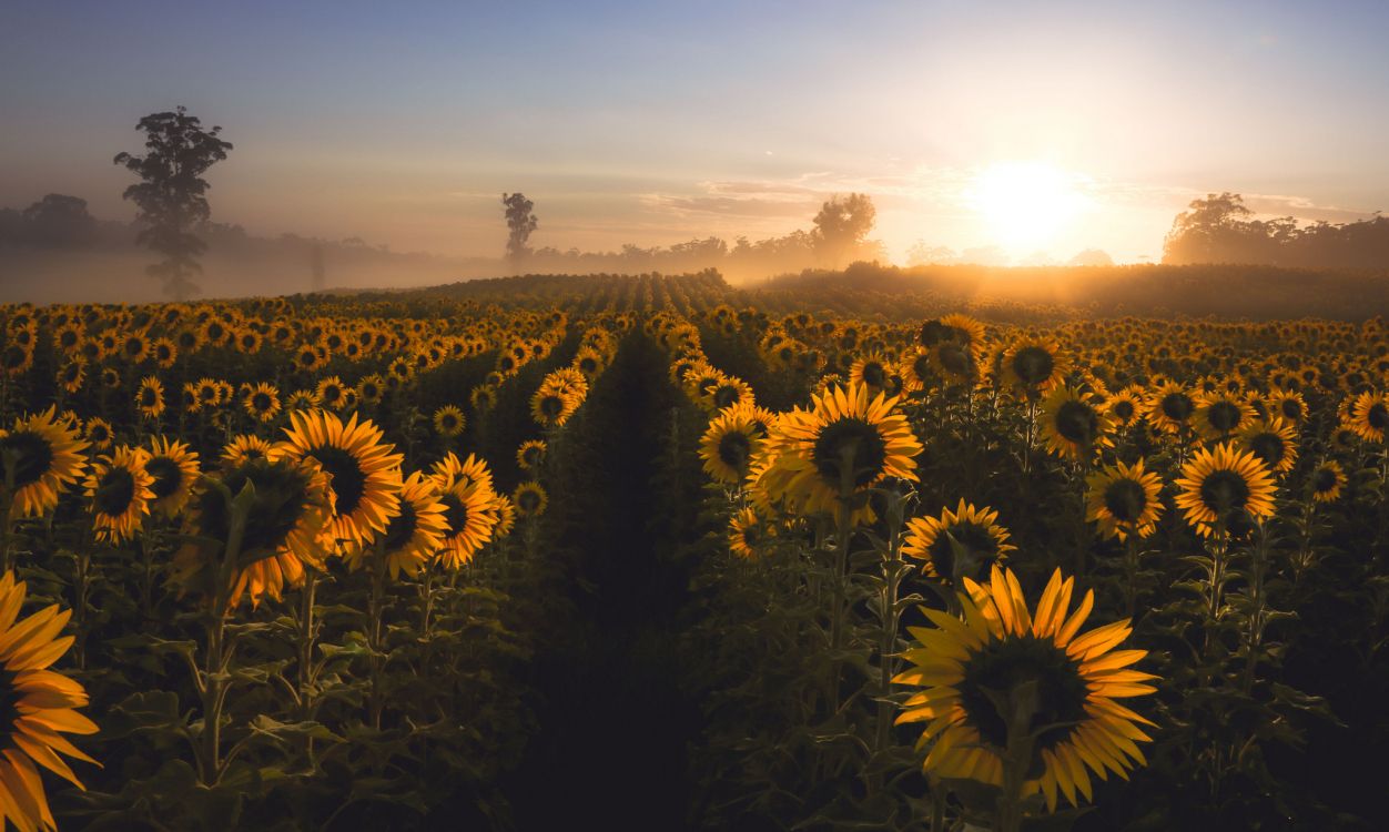 Champ de Tournesol Sous Ciel Bleu Pendant la Journée. Wallpaper in 2048x1226 Resolution