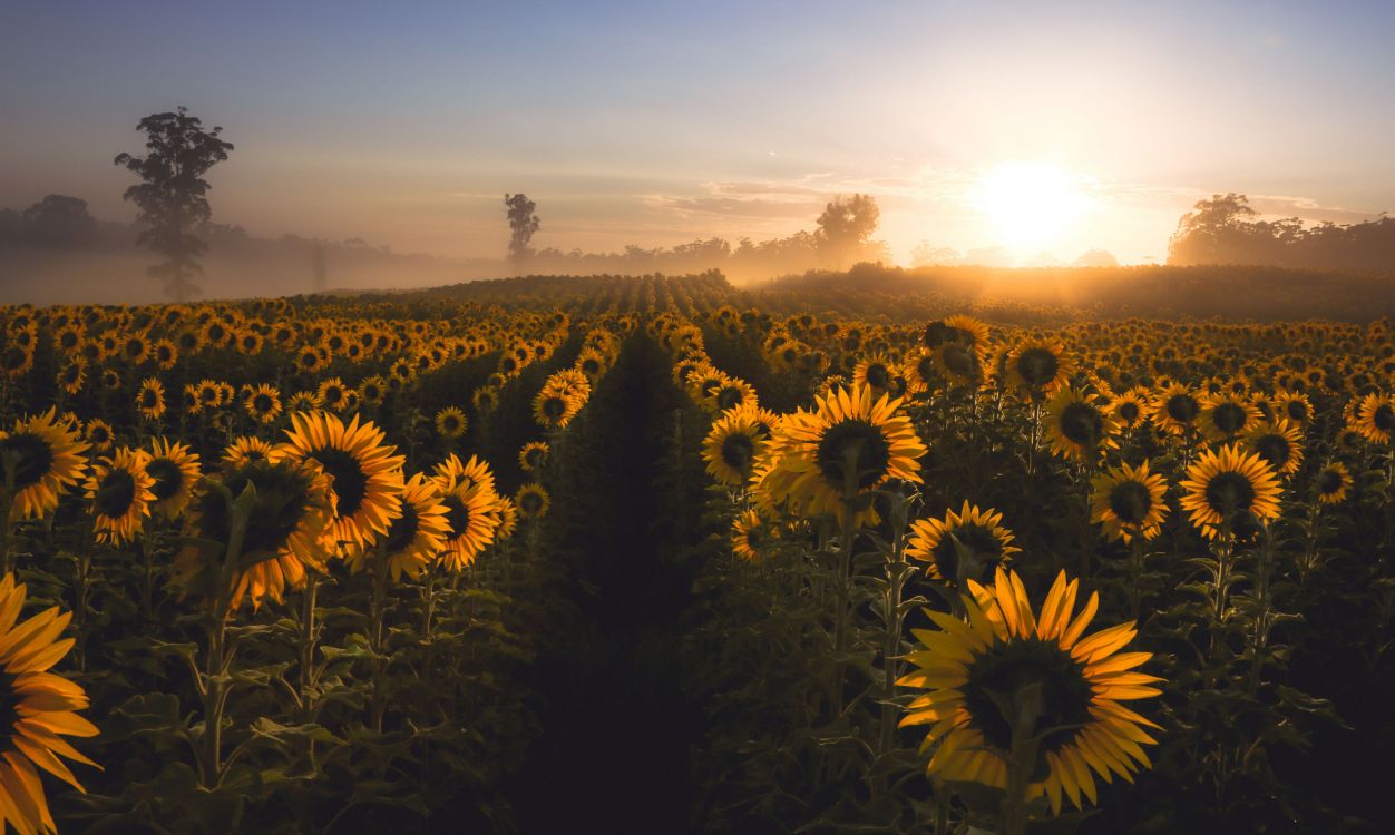 sunflower field under blue sky during daytime