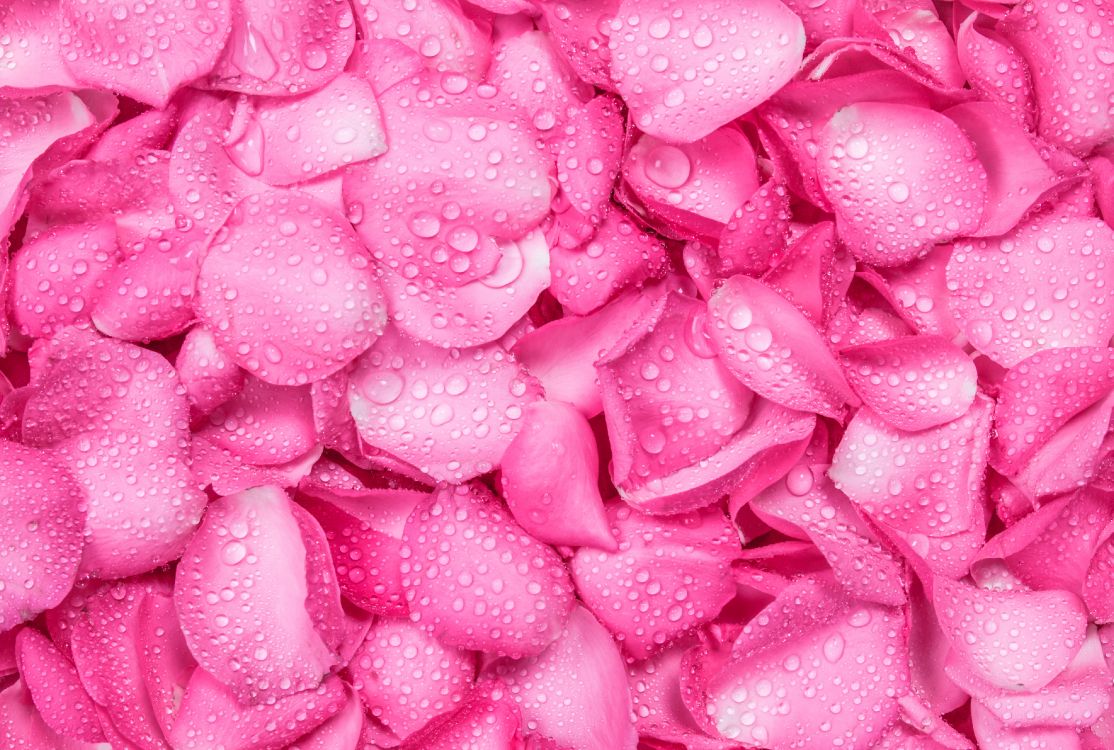 pink petals on pink surface