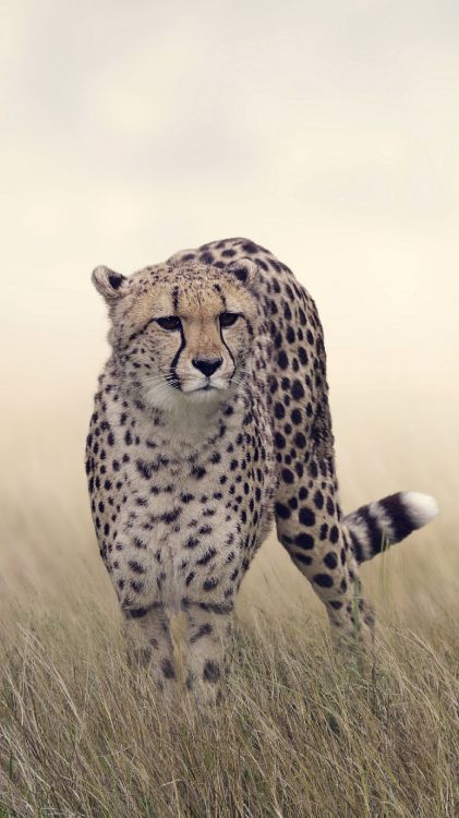 Geparden-Wallapper, Gepard, Felidae, Leopard, Jaguar. Wallpaper in 1620x2880 Resolution