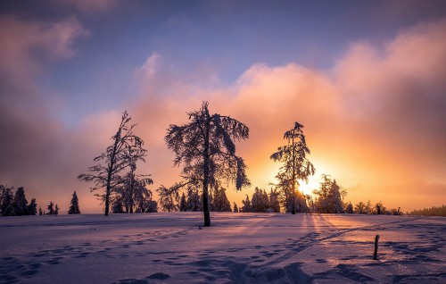 Image trees on snow covered ground during sunset