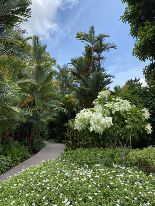 Image vegetation, biome, palm trees, landscape, plant