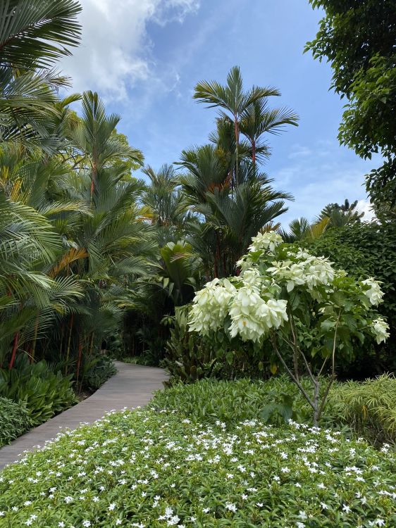 vegetation, biome, palm trees, landscape, plant