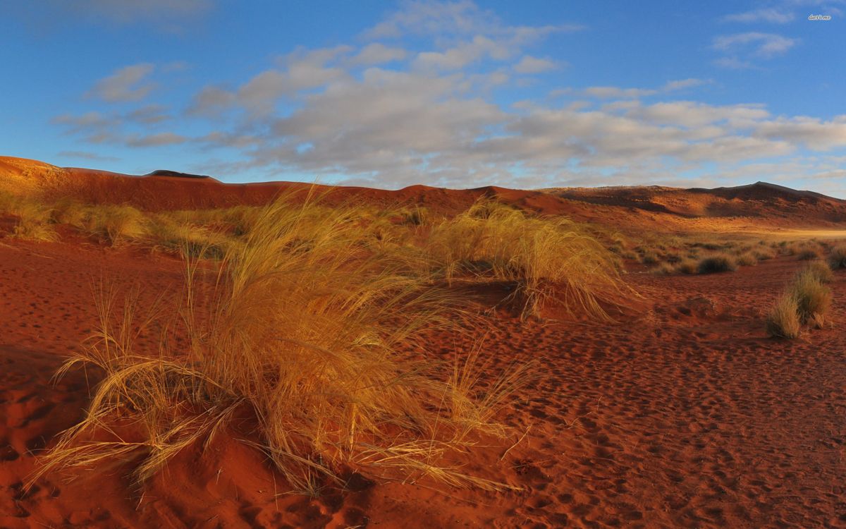 brown grass field under blue sky during daytime