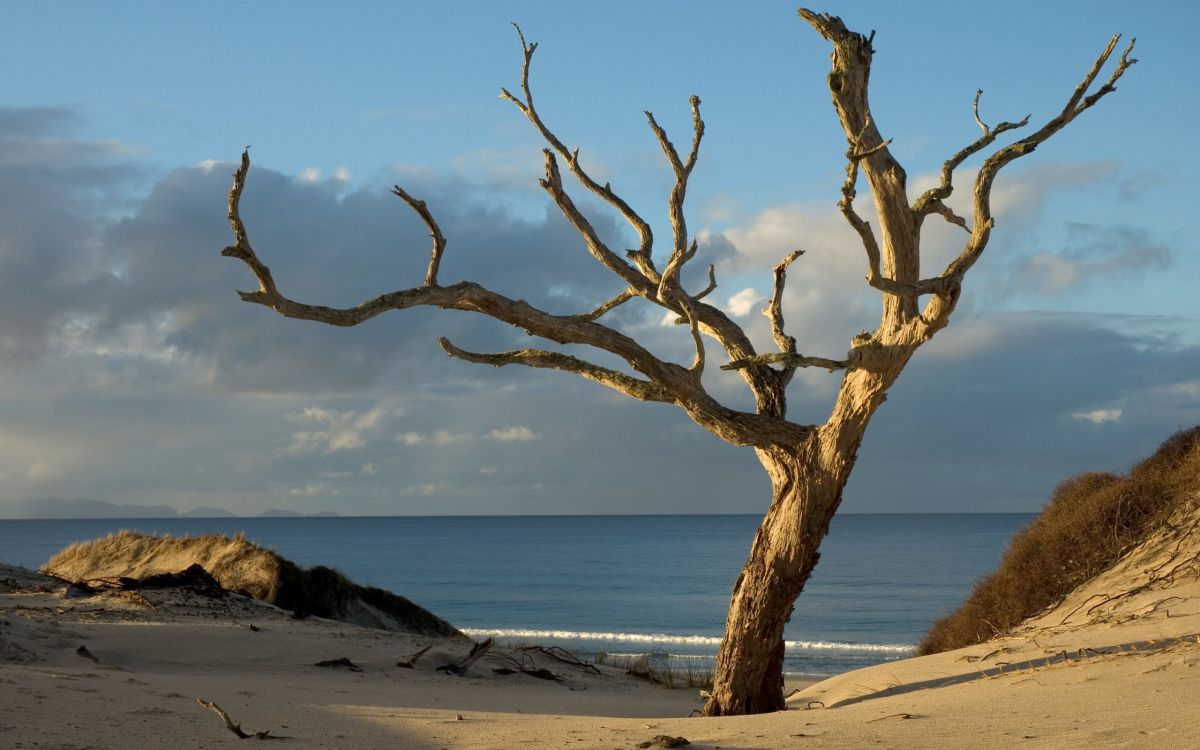 Arbre Sans Feuilles Brun Près de la Mer Pendant la Journée. Wallpaper in 2560x1600 Resolution