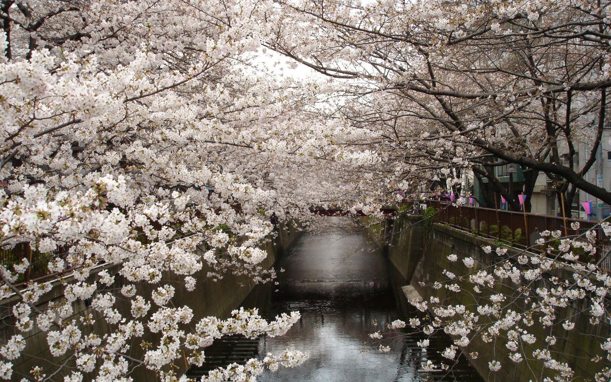 grayscale photo of cherry blossom trees