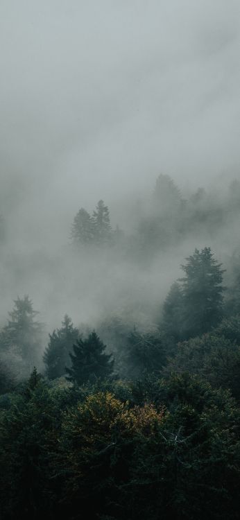 Atmosphère, Brouillard, Paysage Naturel, Plantes Ligneuses. Wallpaper in 1080x2340 Resolution