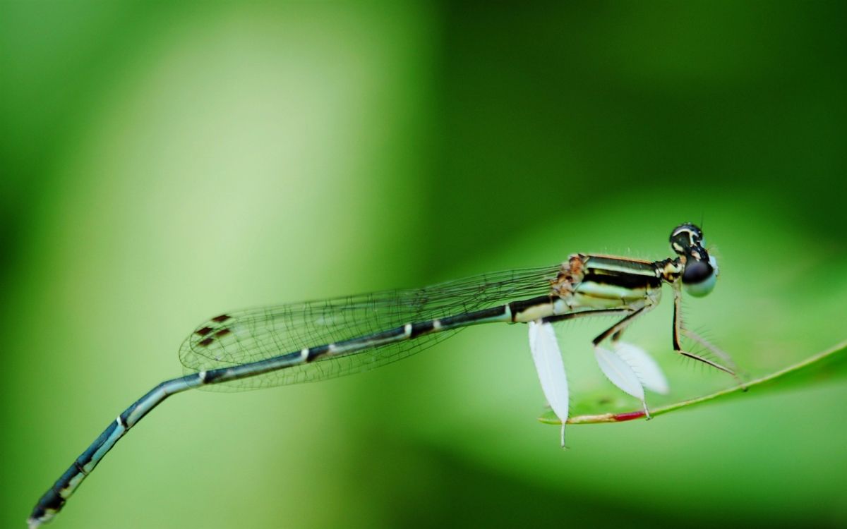 Demoiselle Noire et Blanche Perchée Sur Une Fleur Blanche en Photographie Rapprochée Pendant la Journée. Wallpaper in 1920x1200 Resolution