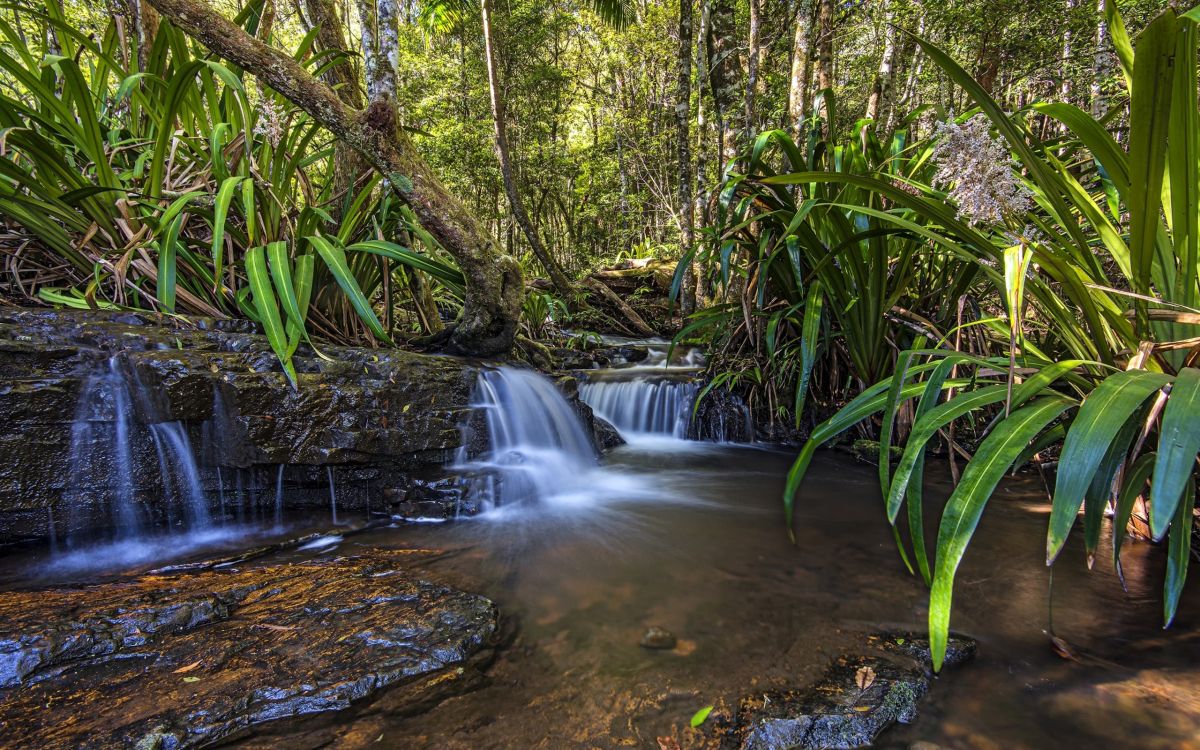 el Agua Cae en Medio Del Bosque. Wallpaper in 2560x1600 Resolution