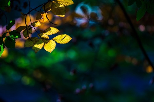 Image yellow leaves in tilt shift lens