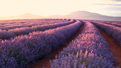 Image lavender, english lavender, field, flower, purple