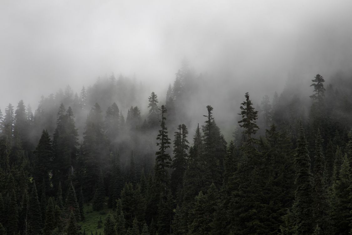 Grüne Kiefern Bedeckt Mit Nebel. Wallpaper in 5472x3648 Resolution