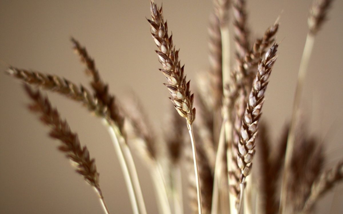 小麦, 谷物, 粮食, 草家庭, Rye 壁纸 2560x1600 允许