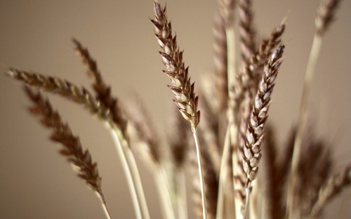 Image brown wheat field during daytime