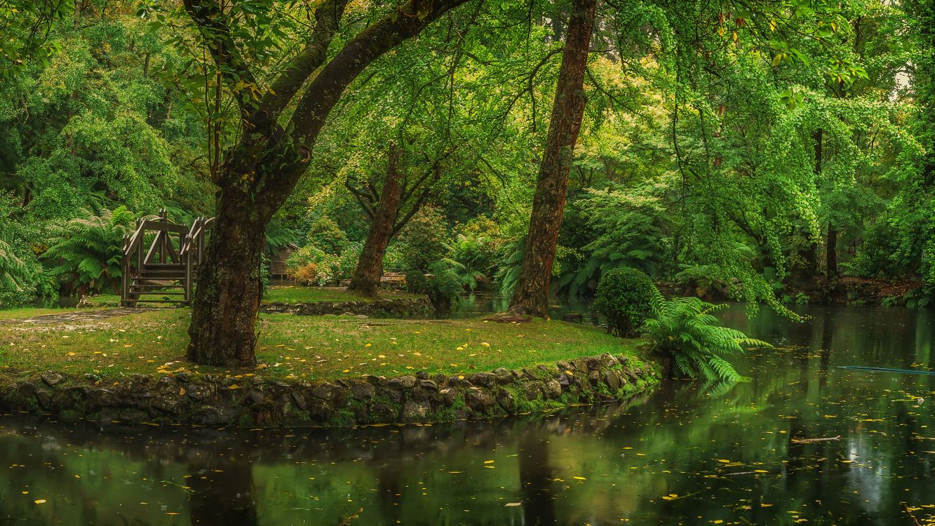 性质, 植被, 自然保护区, 森林, 河岸森林 壁纸 3840x2160 允许