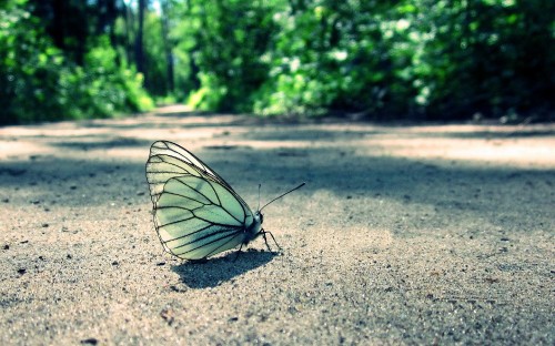 Image white and black butterfly on ground during daytime